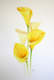yellow arum lily painting